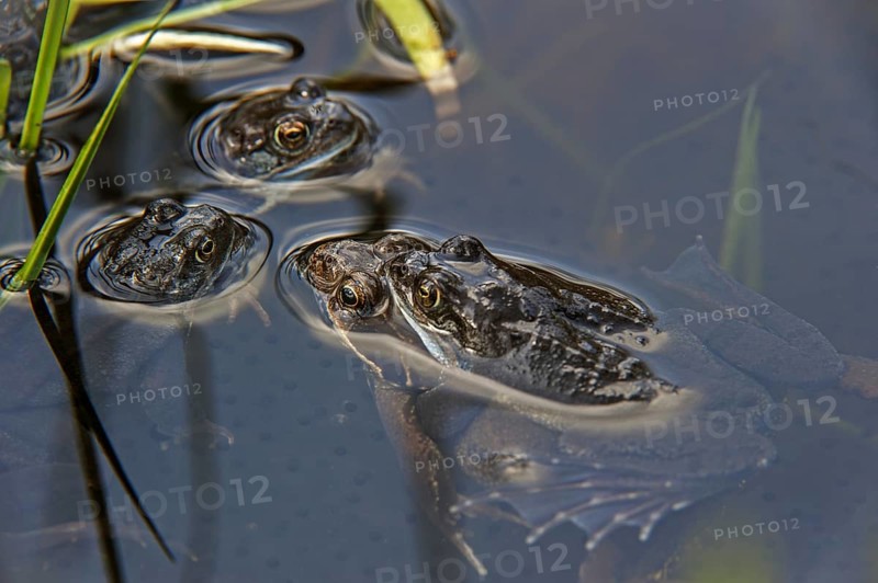 European common brown frogs