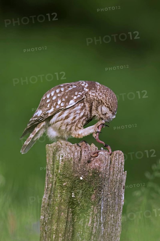 Little owl