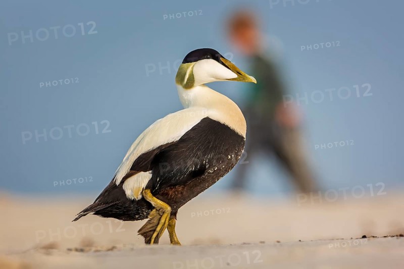 Common Eider