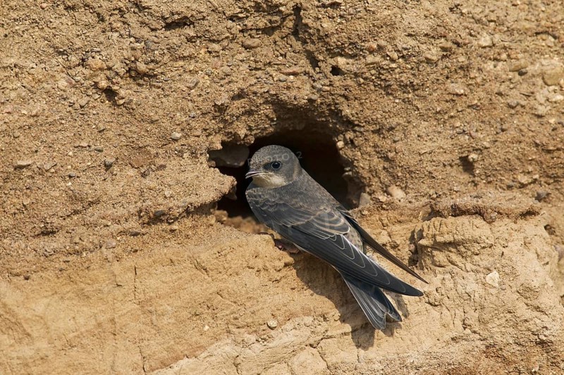 European sand martin