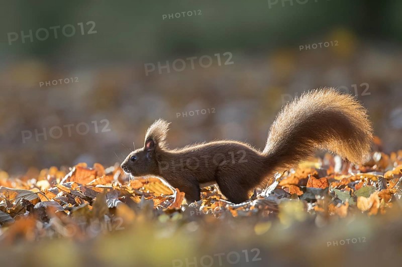 Cute Eurasian red squirrel
