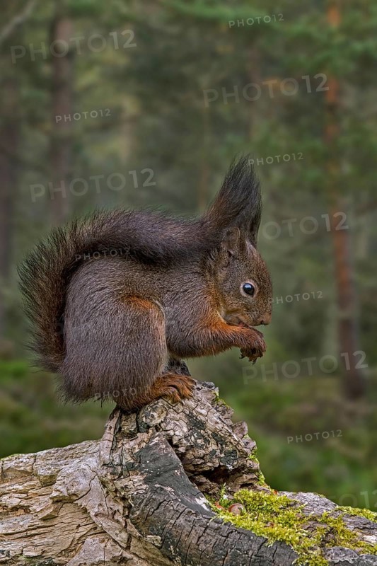 Cute Eurasian red squirrel