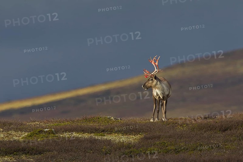 Reindeer