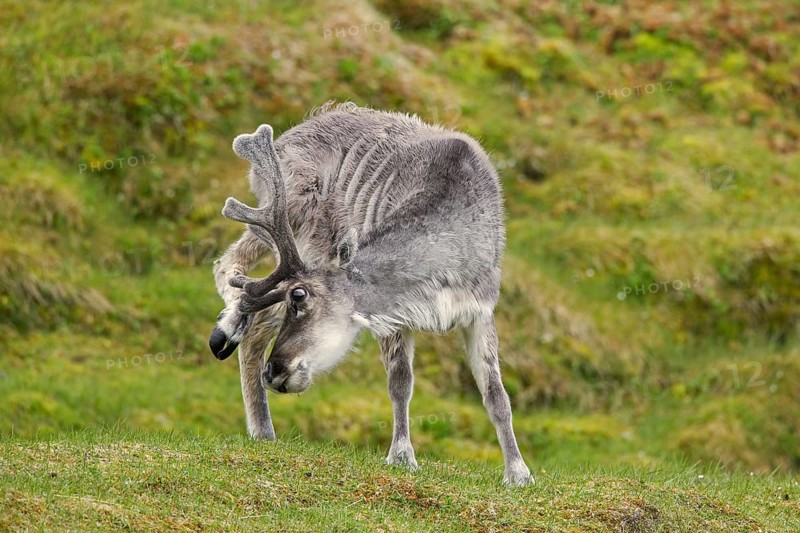 Moulting reindeer