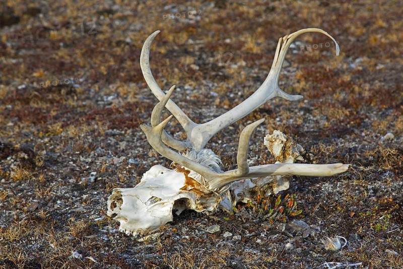 Svalbard reindeer