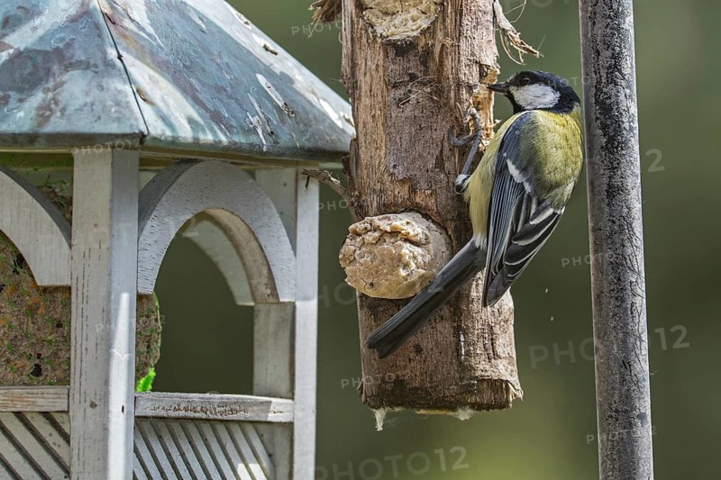 Great tit
