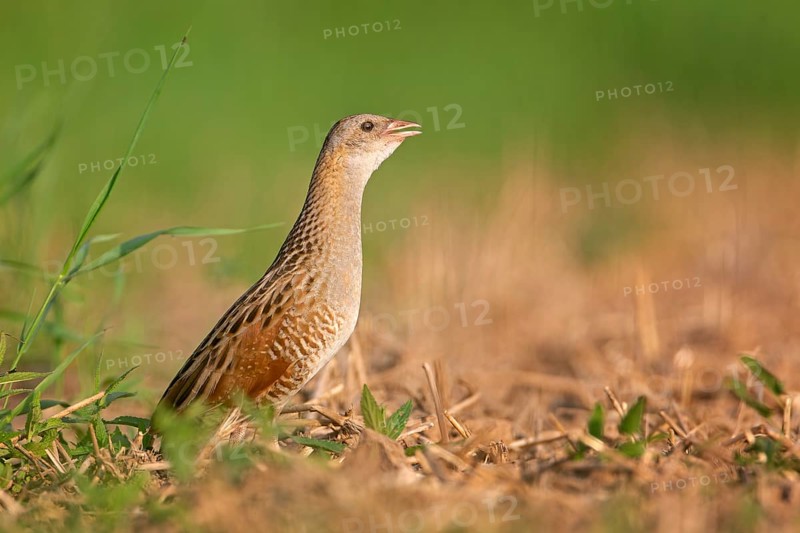 Corn crake