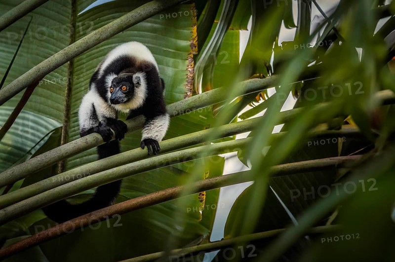 Black and white collar lemur