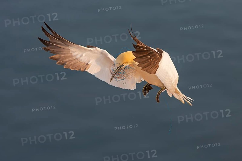 Northern gannet