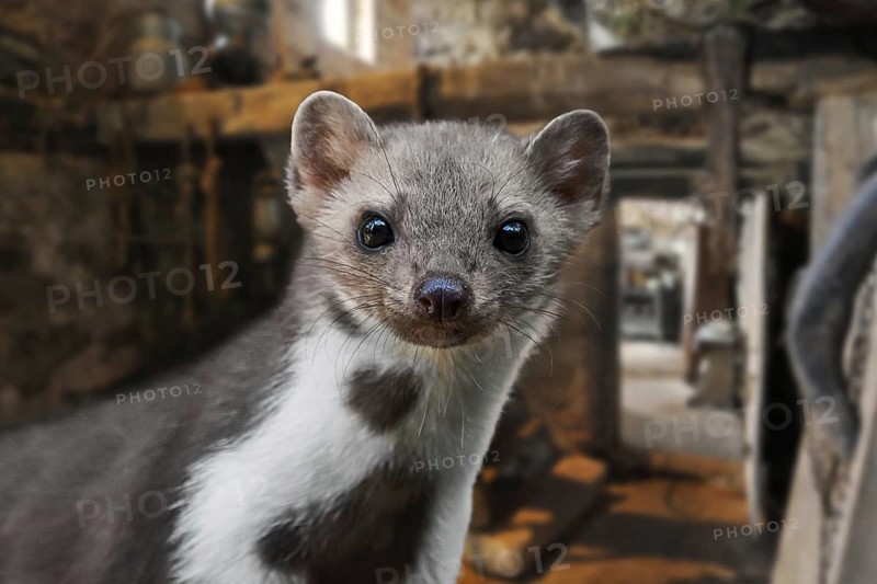 Close-up portrait of beech marten
