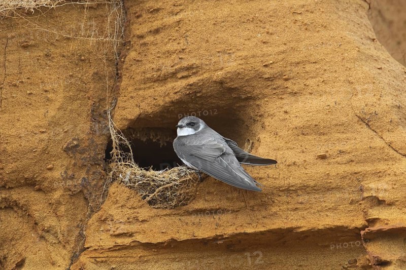 European sand martin