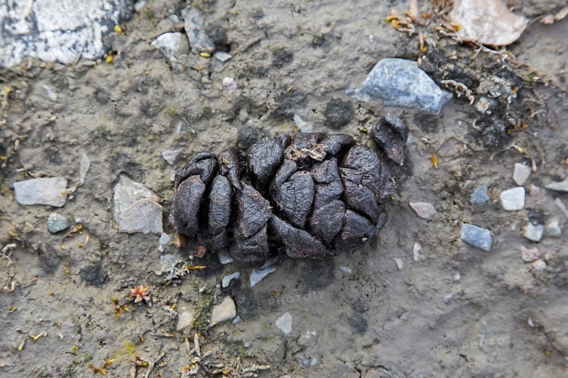 Close-up of fresh droppings from Svalbard reindeer