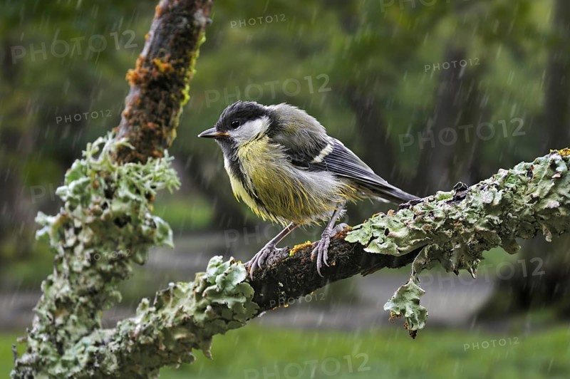 Great tit