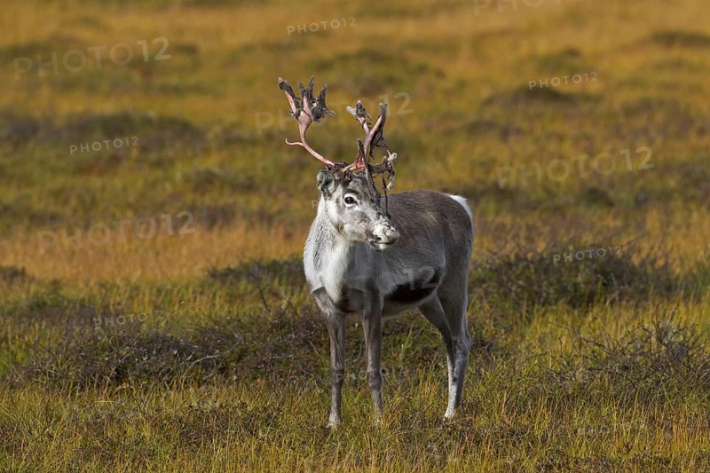 Reindeer
