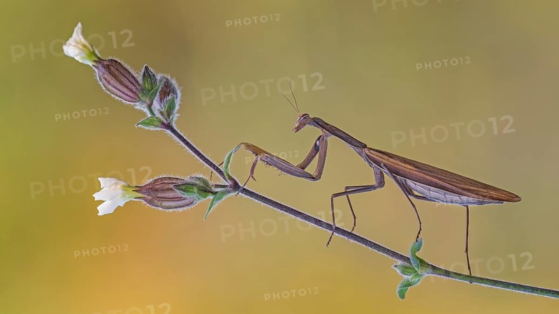 European mantis