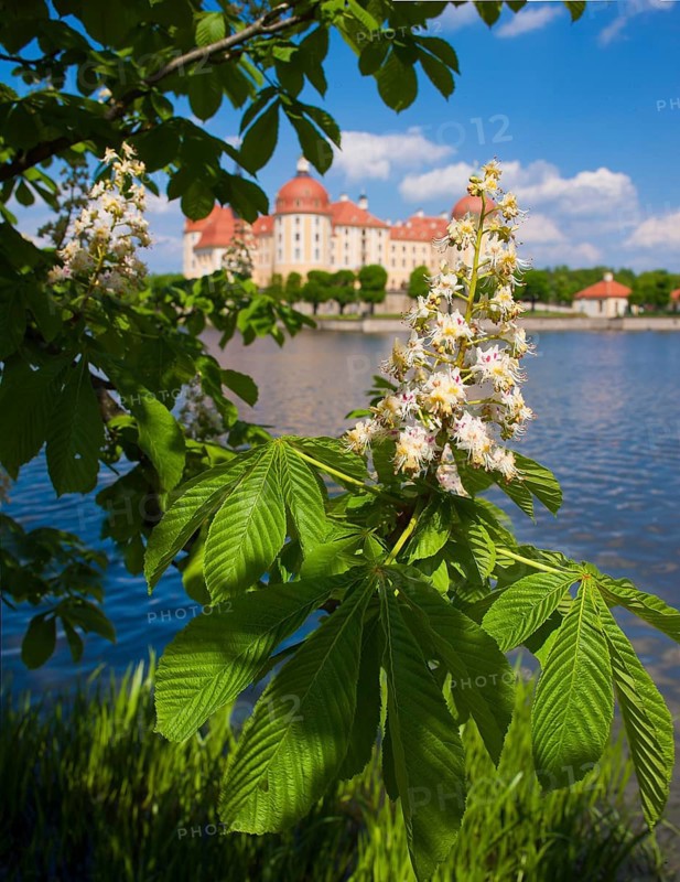 Moritzburg Baroque Palace