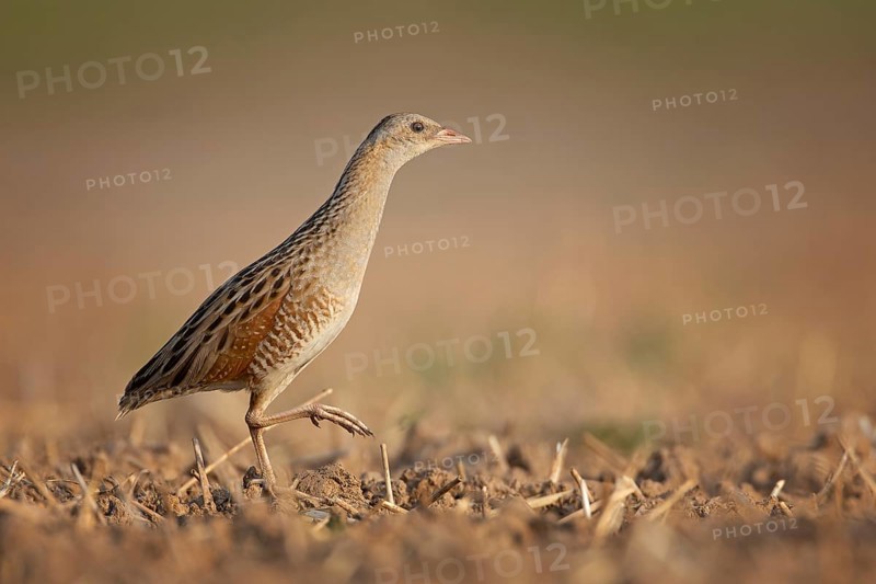 Corn crake