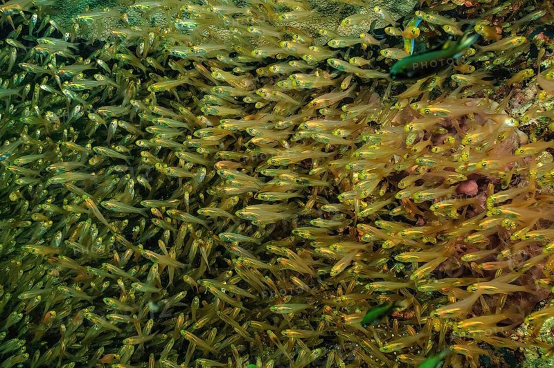 Shoal of pigmy sweeper