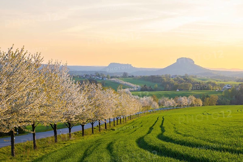Cherry avenue on the Adamsberg with a view of the Koenigstein Fortress and the Lilienstein