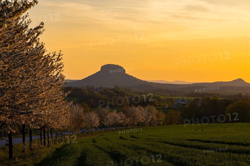 Cherry avenue on the Adamsberg with a view of the Koenigstein Fortress and the Lilienstein