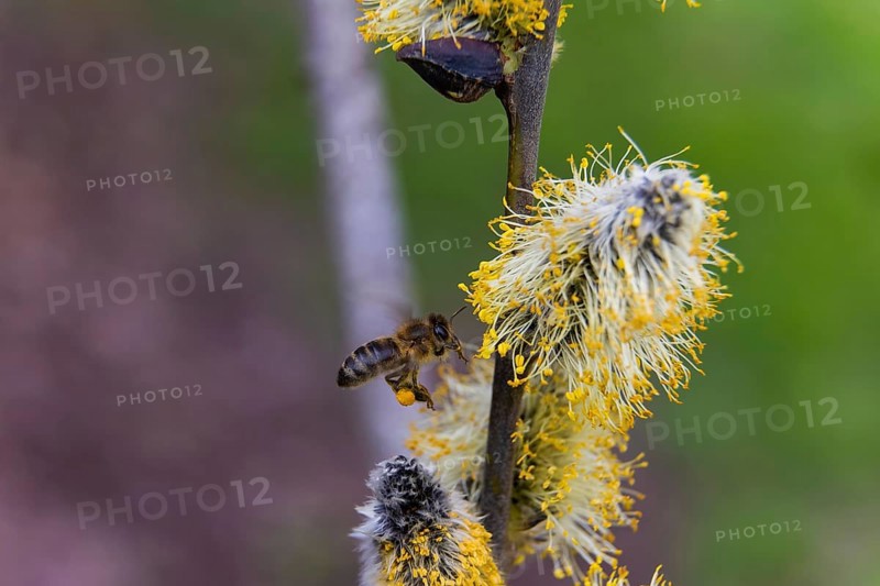 Bees gather nectar on willow catkins in the first warm rays of sunshine