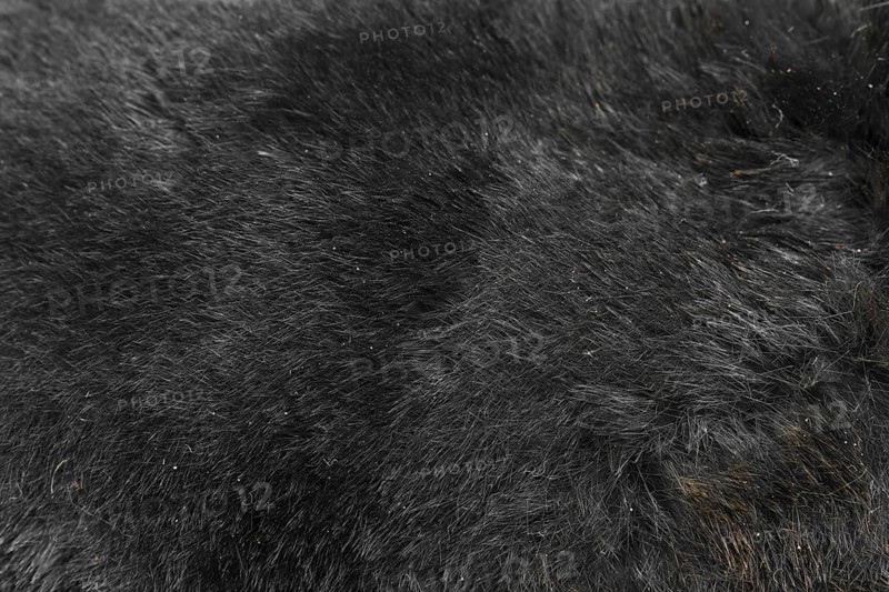 European mole