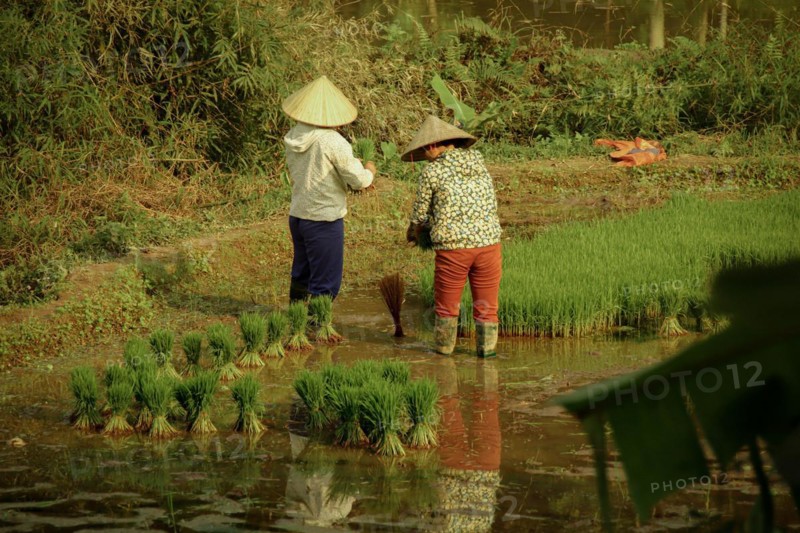 Two Vietnamese farmers planting rice seedlings in the paddy