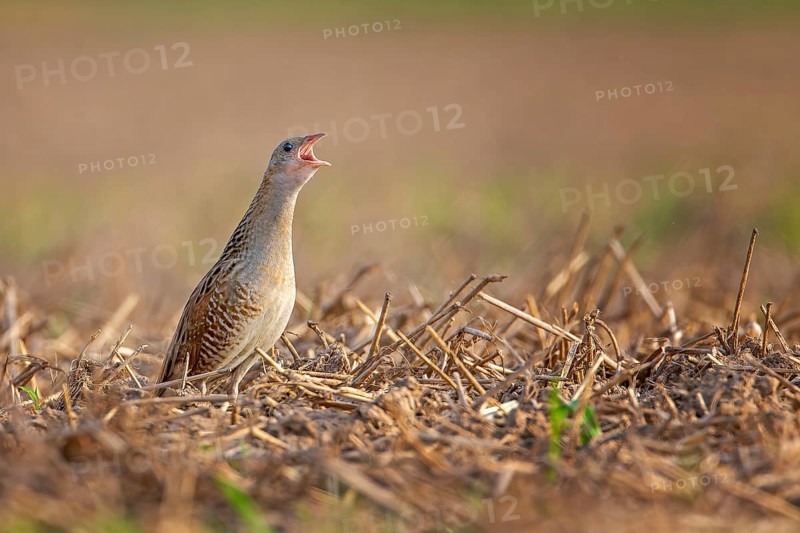 Corn crake