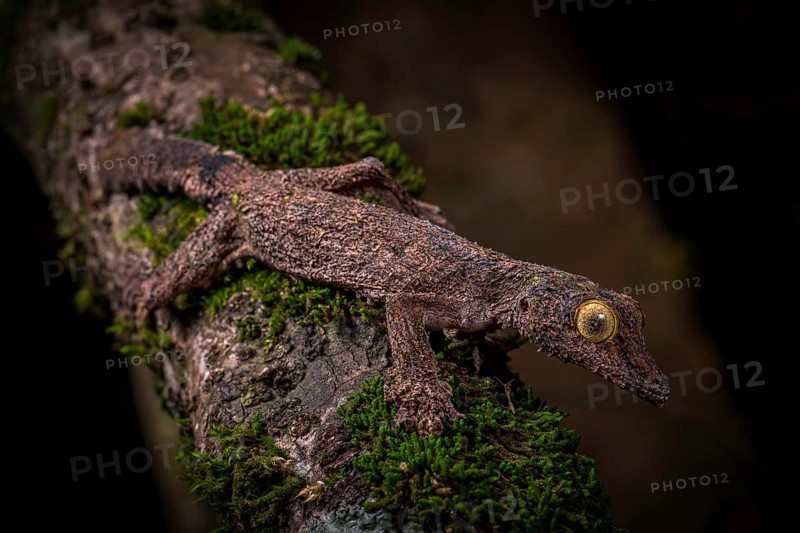 Blkatt-tailed gecko