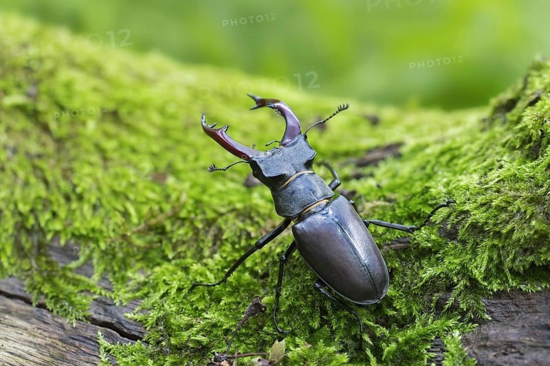 European stag beetle