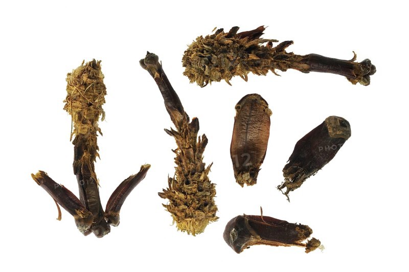 Pine cones from Scots Pine