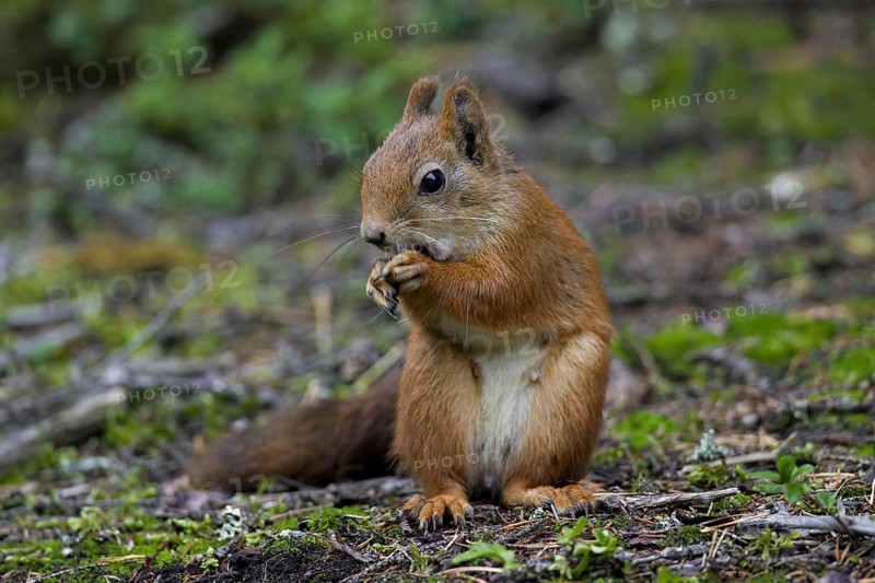 Eurasian red squirrel