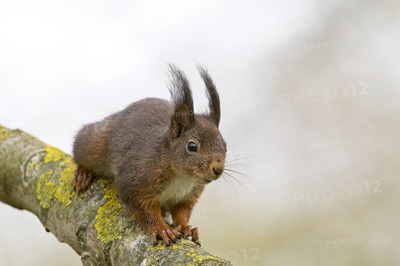 Eurasian red squirrel