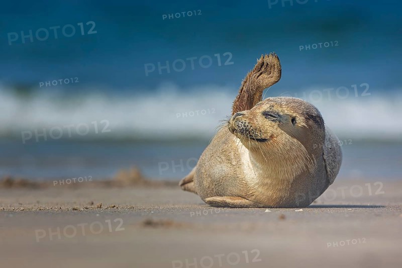 Harbor seal