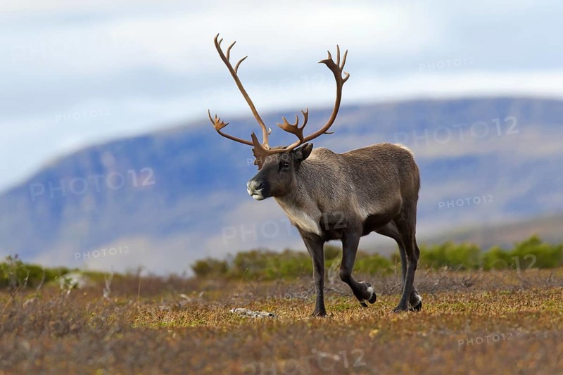 Reindeer