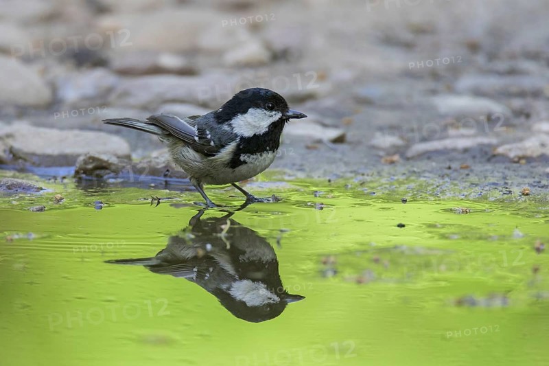 Coal tit