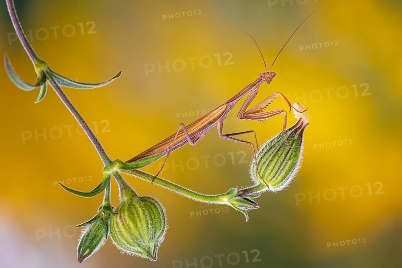 European mantis