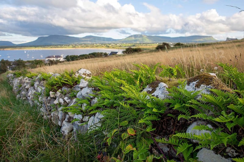 Beautiful fern growing on a stone wall above the sea along the wild Atlantic way. Mullaghmore
