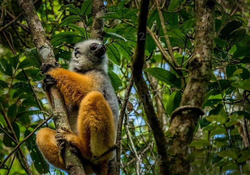 Diademed sifaka
