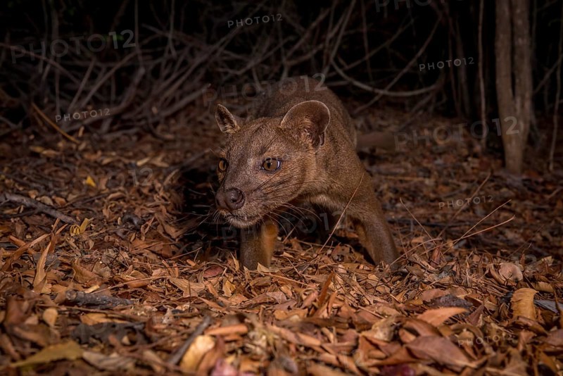 Fossa
