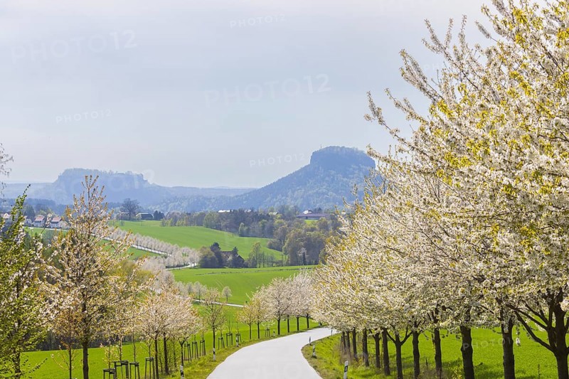 Cherry avenue on the Adamsberg with a view of the Koenigstein Fortress and the Lilienstein