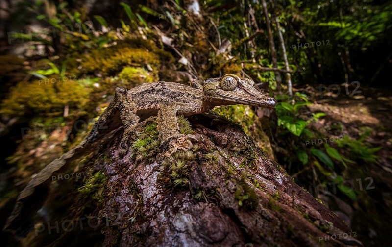 Leaf-tailed gecko