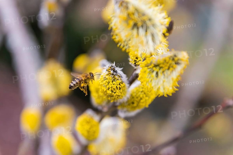 Bees gather nectar on willow catkins in the first warm rays of sunshine