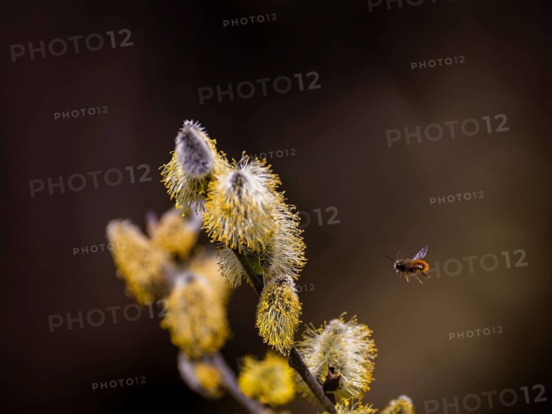 Bees gather nectar on willow catkins in the first warm rays of sunshine
