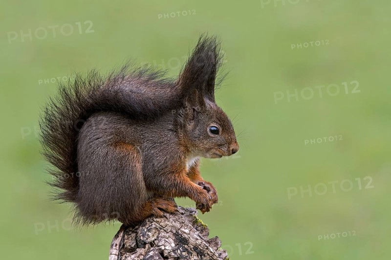 Cute Eurasian red squirrel