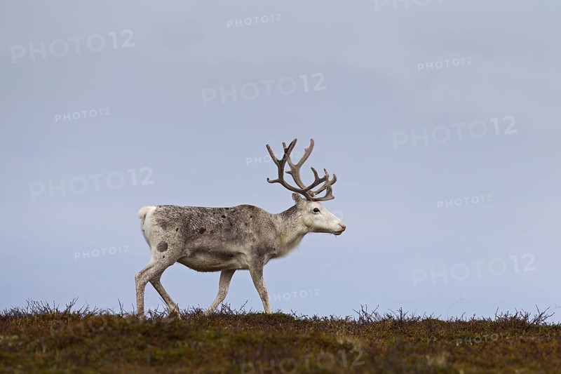 White Reindeer