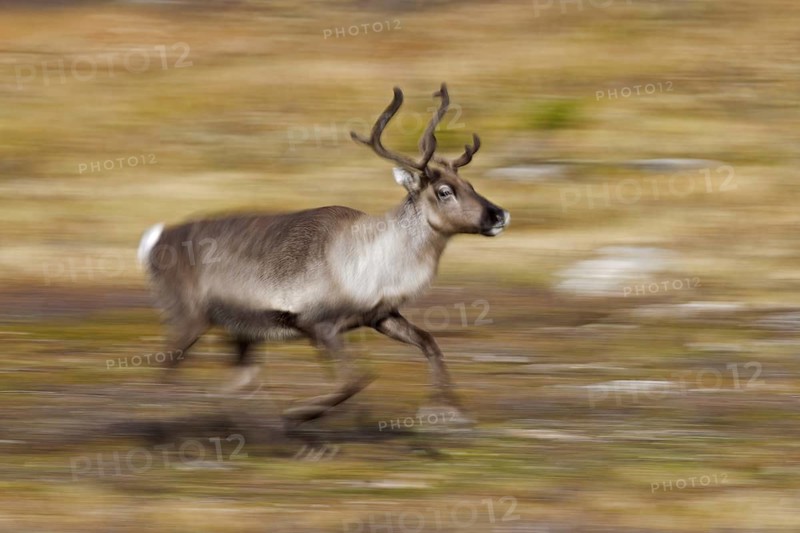 Reindeer