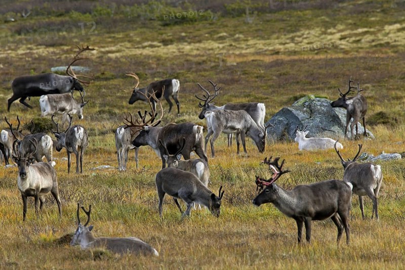 Reindeer