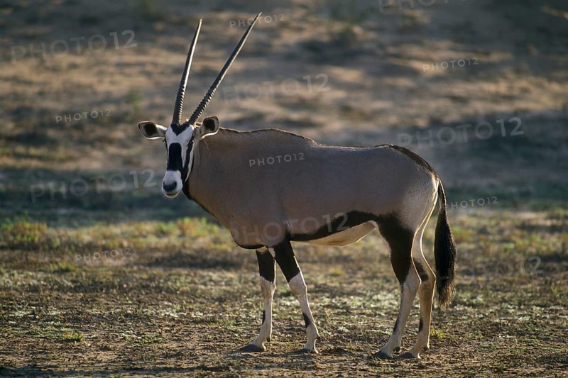 Gemsbok