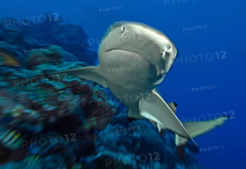 Dynamic photo of large grey reef shark